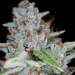 Nasiona marihuany Skywalker Dama Blanca - opis odmiany konopi