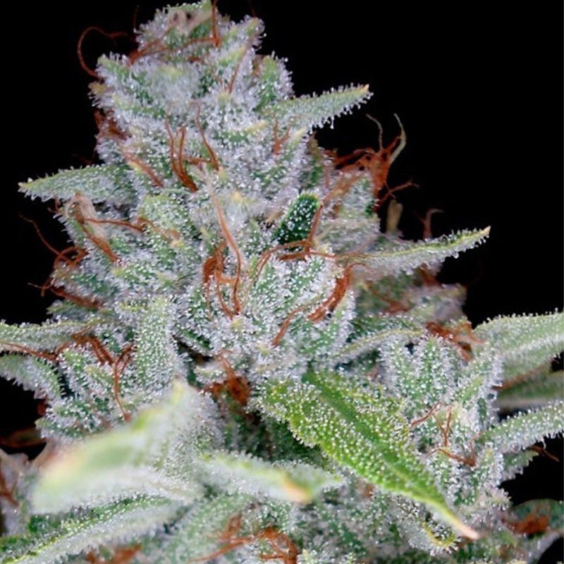 Nasiona marihuany Skywalker Dama Blanca - opis odmiany konopi