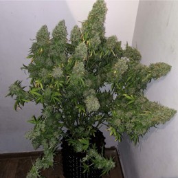 Nasiona marihuany Critical Haze - odmiana konopi