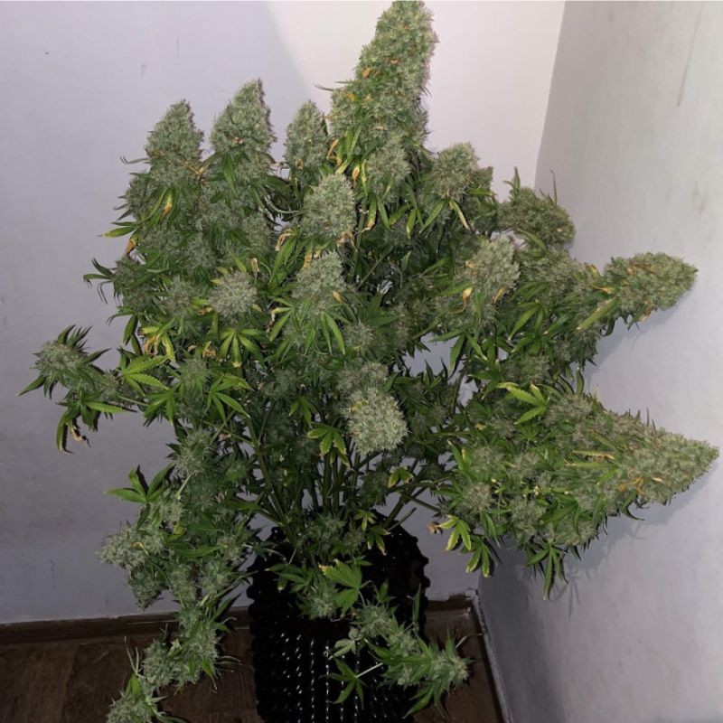 Nasiona marihuany Critical Haze - odmiana konopi