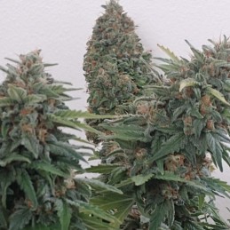 Nasiona marihuany Hawaiian Punch - odmiana konopi