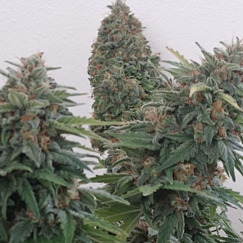 Nasiona marihuany Hawaiian Punch - odmiana konopi