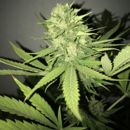 Nasiona marihuany Early Skunk Narkosis - odmiana konopi