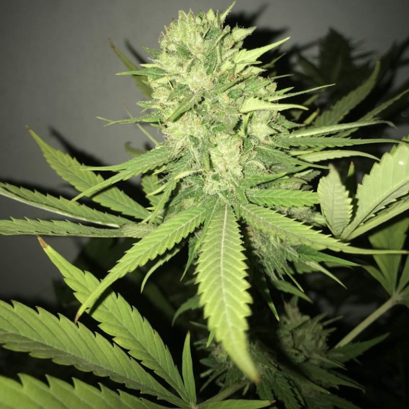 Nasiona marihuany Early Skunk Narkosis - odmiana konopi