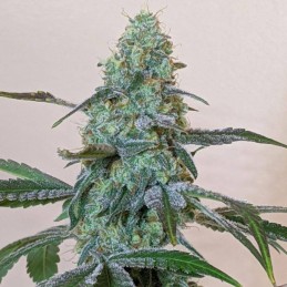 Nasiona marihuany automatyczne Clon Skunk Automatic Original - odmiana konopi