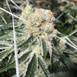 Nasiona marihuany Early Silver Surfer - odmiana konopi