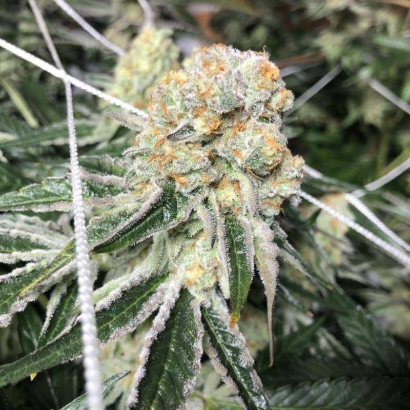 Nasiona marihuany Early Silver Surfer - odmiana konopi