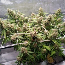 Nasiona marihuany automatyczne Early Skunk Auto - odmiana konopi