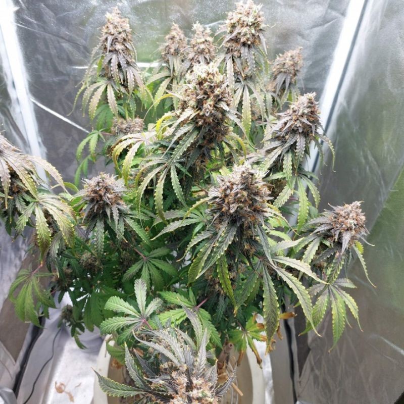 Nasiona marihuany automatyczne Tijuana White Widow Auto - opis odmiany konopi