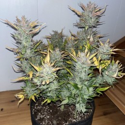 Nasiona marihuany automatyczne Sweet Tooth Wombat Auto - opis odmiany konopi