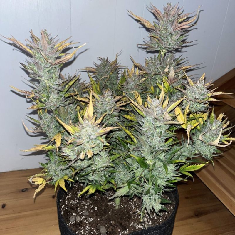 Nasiona marihuany automatyczne Sweet Tooth Wombat Auto - opis odmiany konopi