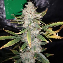 Nasiona marihuany automatyczne Sour Diesel Haze Auto - opis odmiany konopi