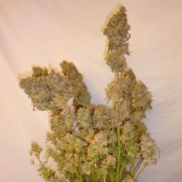 Nasiona marihuany automatyczne Lemon Blood Diamonds Auto - opis odmiany konopi