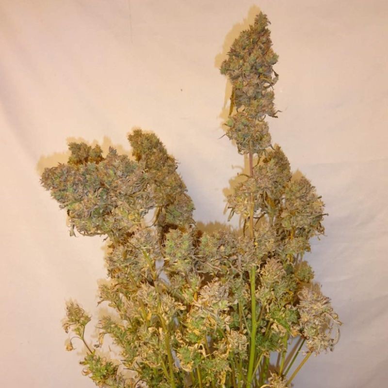 Nasiona marihuany automatyczne Lemon Blood Diamonds Auto - opis odmiany konopi