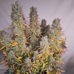 Nasiona marihuany automatyczne Chronic Ryder Auto - odmiana konopi