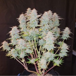 Nasiona marihuany Amnesia Amnesia Auto - odmiana konopi