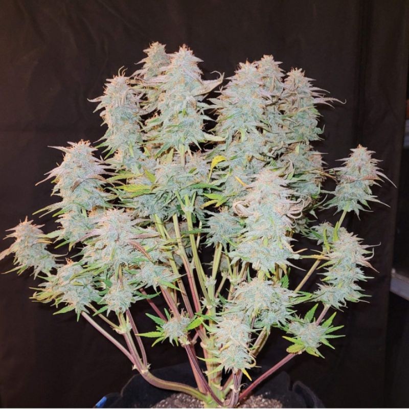 Nasiona marihuany Amnesia Amnesia Auto - odmiana konopi