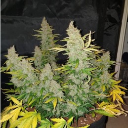 Nasiona marihuany automatyczne Super Frozen Rose Automatic - opis odmiany konopi