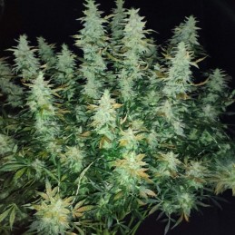Nasiona marihuany automatyczne Super Mintz Skunk Auto - opis odmiany konopi