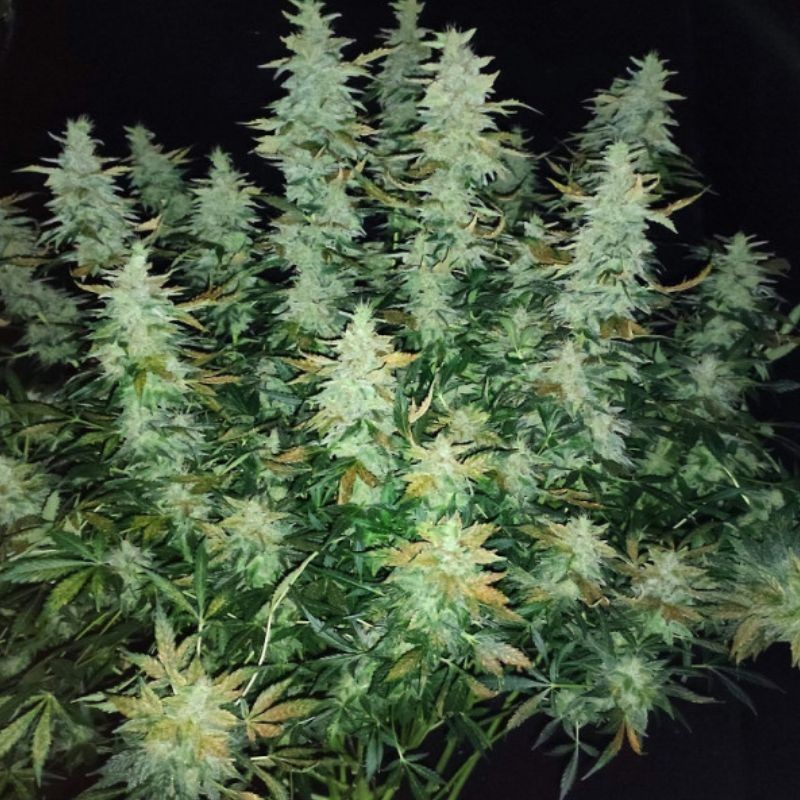 Nasiona marihuany automatyczne Super Mintz Skunk Auto - opis odmiany konopi