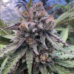 Nasiona marihuany automatyczne Skunk Quavers Automatic - opis odmiany konopi