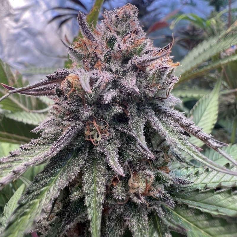 Nasiona marihuany automatyczne Skunk Quavers Automatic - opis odmiany konopi