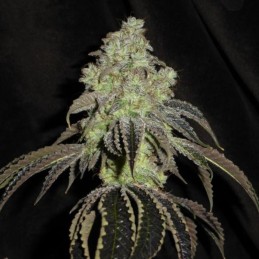Nasiona marihuany automatyczne Super Skunk Waferz Auto - opis odmiany konopi