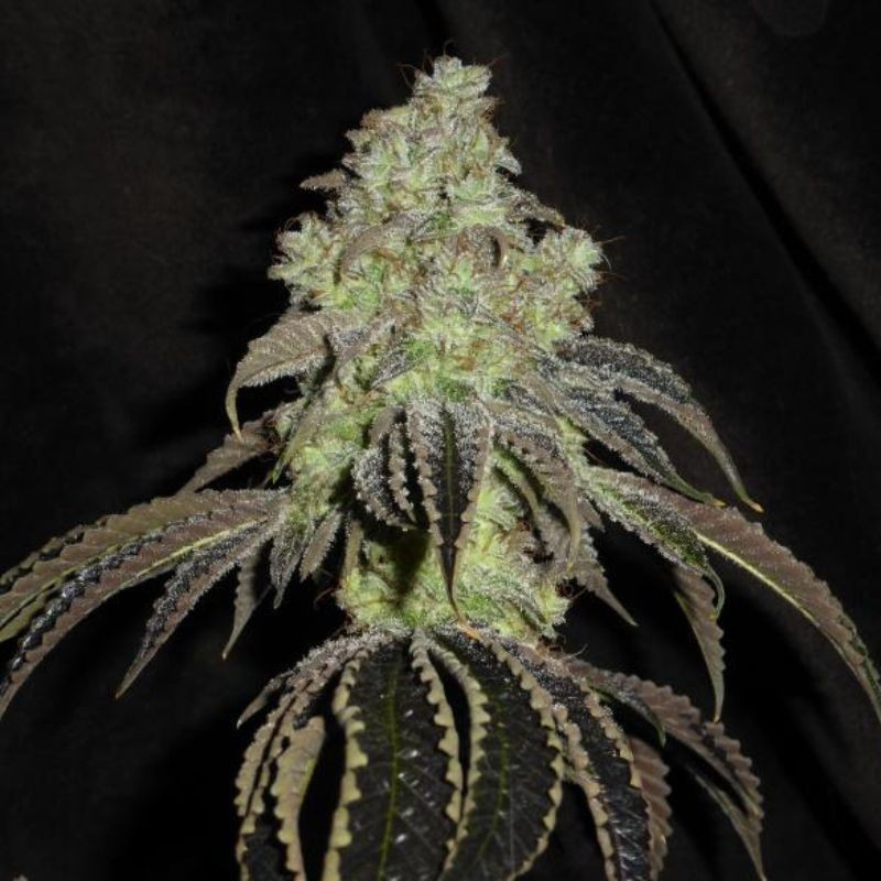 Nasiona marihuany automatyczne Super Skunk Waferz Auto - opis odmiany konopi
