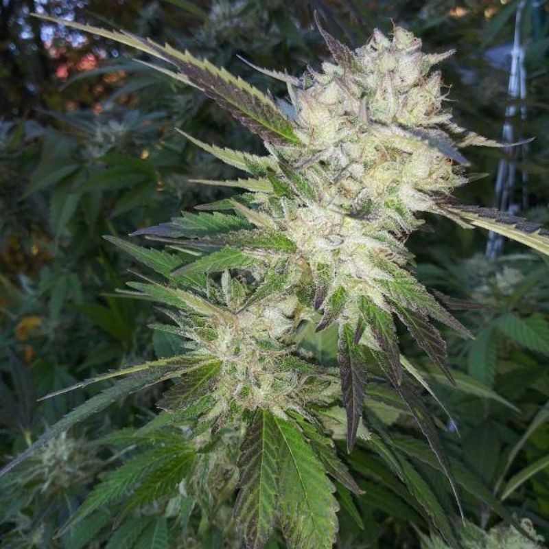 Nasiona marihuany automatyczne Super Skunk Zheez Auto - opis odmiany konopi