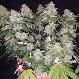 Nasiona marihuany Super Sour Skunk - opis odmiany konopi