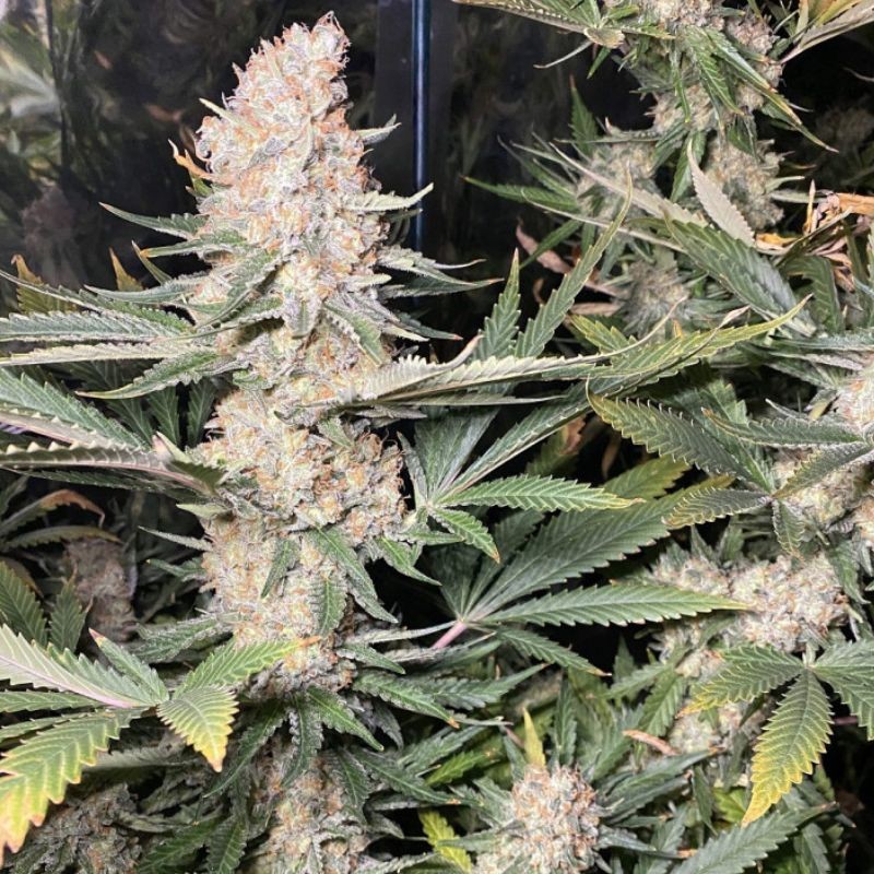 Nasiona marihuany Super Skunk - opis odmiany konopi
