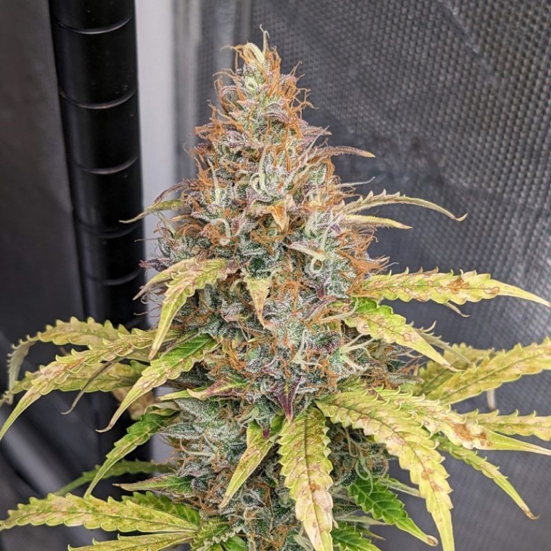 Nasiona marihuany Super Skunk Relax - opis odmiany konopi