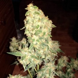 Nasiona marihuany Skunk Mc Kuntz - opis odmiany konopi