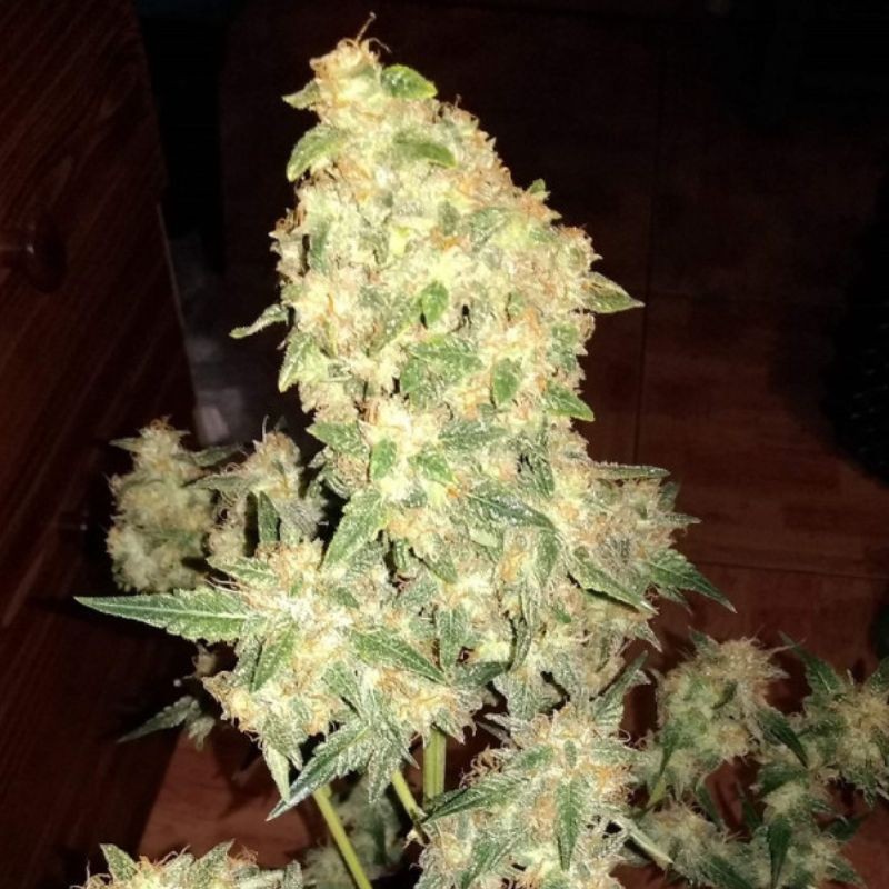Nasiona marihuany Skunk Mc Kuntz - opis odmiany konopi