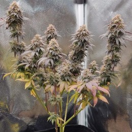 Nasiona marihuany Super Skunk Zapplewoodz - opis odmiany konopi