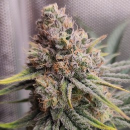 Nasiona marihuany Super Skunk Haze - opis odmiany konopi