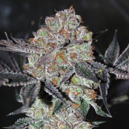 Nasiona marihuany Super Blueberry Skunk - opis odmiany konopi