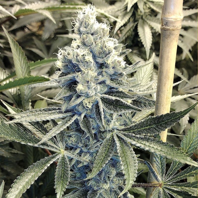 Nasiona marihuany Super Skunk Lemon - opis odmiany konopi