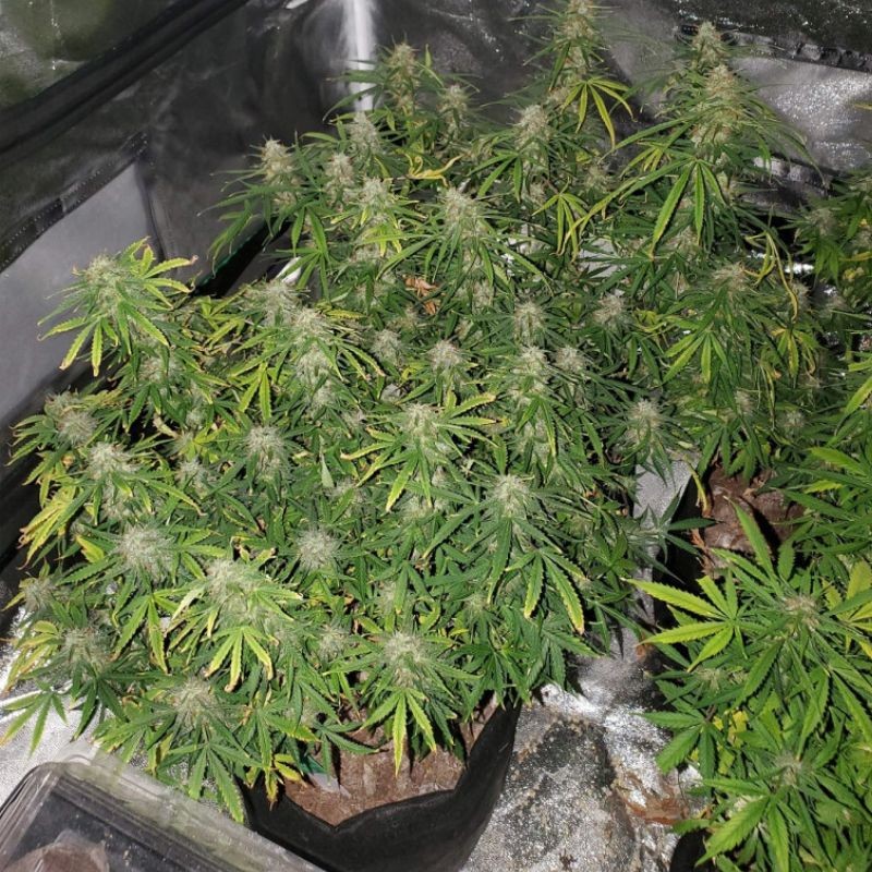 Nasiona marihuany automatyczne Green Skunk 1 Automatic - odmiana konopi