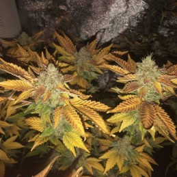 Nasiona marihuany Skunk 1 - opis odmiany konopi