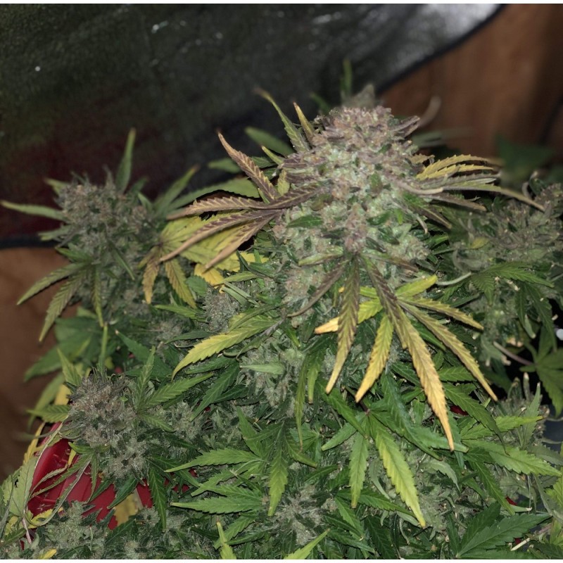 Nasiona marihuany Big Skunk Power - odmiana konopi