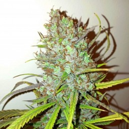 Nasiona marihuany Jack Skunk 1 - opis odmiany konopi