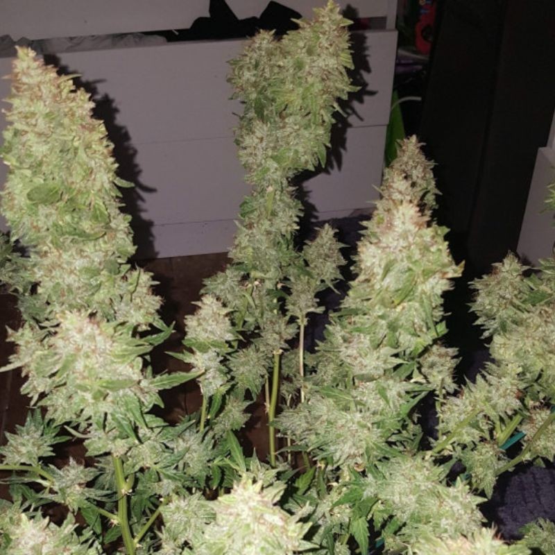 Nasiona marihuany Shiva Skunk Caramel - opis odmiany konopi