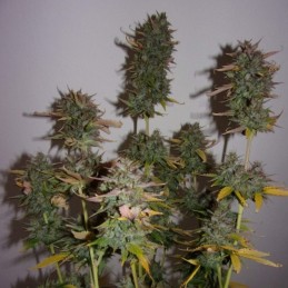 Nasiona marihuany automatyczne Jack Herer Arjan Auto - opis odmiany konopi