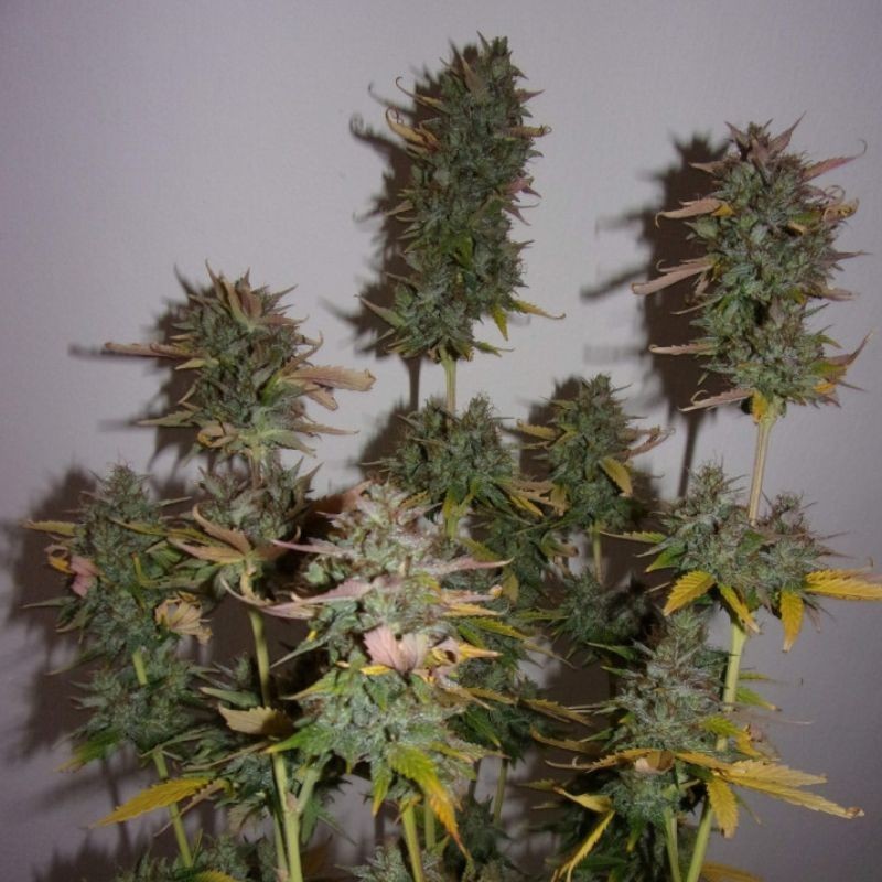 Nasiona marihuany automatyczne Jack Herer Arjan Auto - opis odmiany konopi
