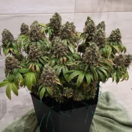 Nasiona marihuany automatyczne Jack Herer Mandarine Auto - opis odmiany konopi