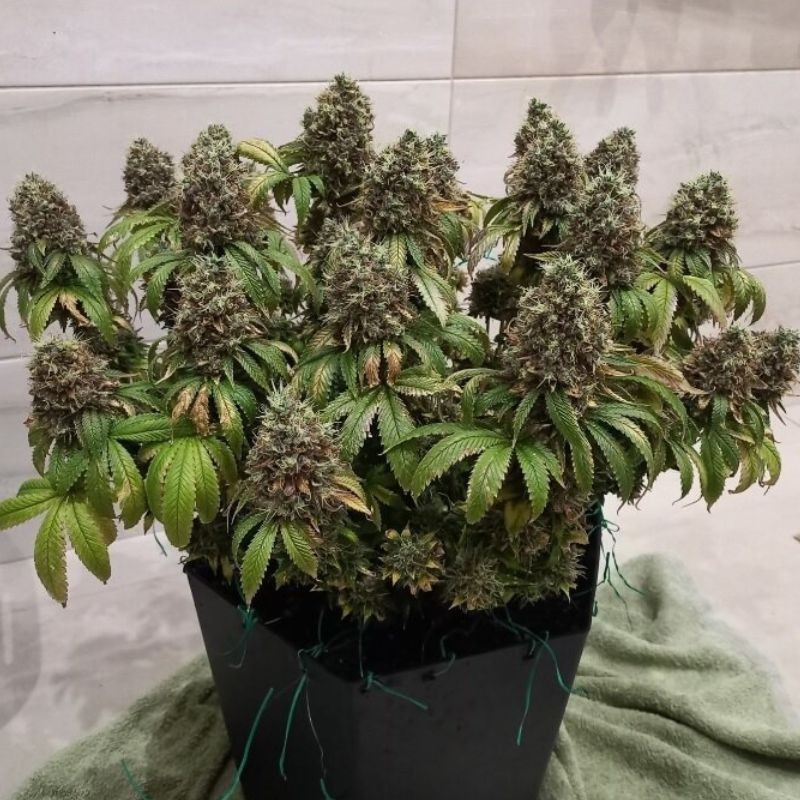 Nasiona marihuany automatyczne Jack Herer Mandarine Auto - opis odmiany konopi