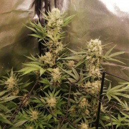 Nasiona marihuany Jack Herer Devil - opis odmiany konopi