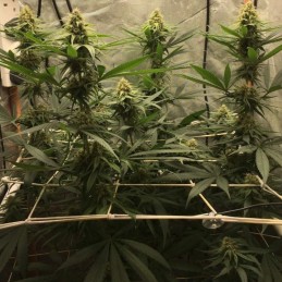 Nasiona marihuany Jack Herer Diablo - opis odmiany konopi