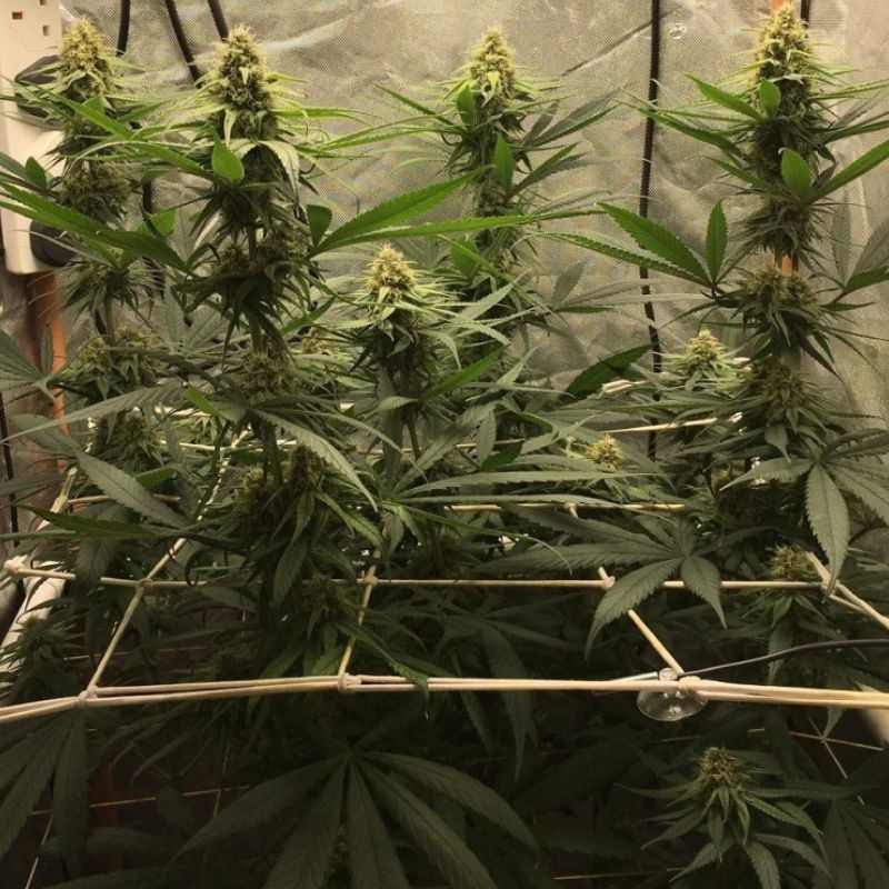 Nasiona marihuany Jack Herer Diablo - opis odmiany konopi